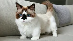 Male pasmine mačaka: 7 mini mačaka koje i u odrasloj dobi izgledaju kao mačići