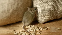 Kako prirodno otjerati miševe iz kuće bez otrova: plan koji stvarno radi